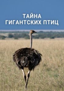 Тайна гигантских птиц 2024